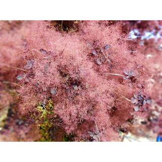 Online Orchards 1 Gal. Royal Purple Smokebush Shrub Colorful Plumes Rising Out of Foliage Provide a Rare and Dramatic Smokey Effect SBSB001