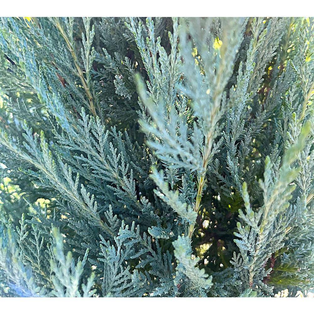 3.58 Gal. Moonglow Juniper Juniperus scopulorum 'Moonglow' Evergreen (1-Each) O496005