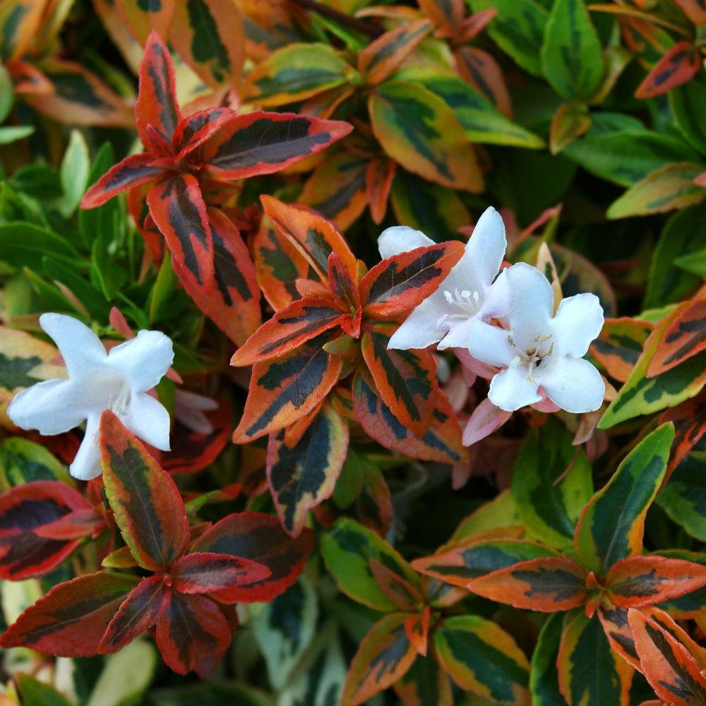 Abelia Kaleidoscope