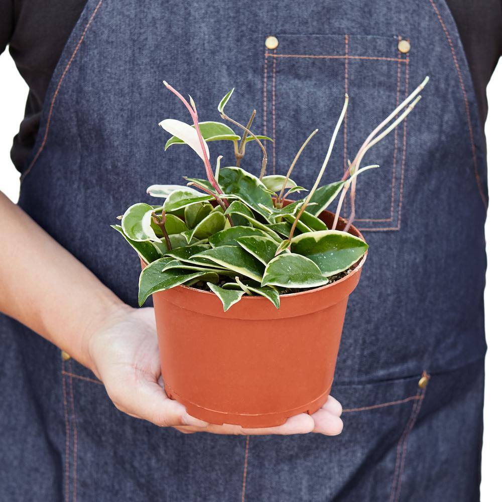 Tri-Color Hoya Carnosa Plant in 6 in. Grower Pot 6_HOYA_TRICOLOR