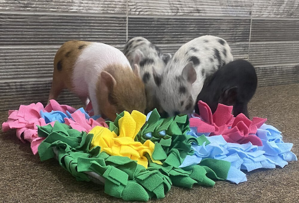 Piggy Poo and Crew Colorful Activity Snuffle Mat