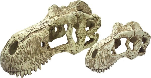 Komodo T-Rex Skull