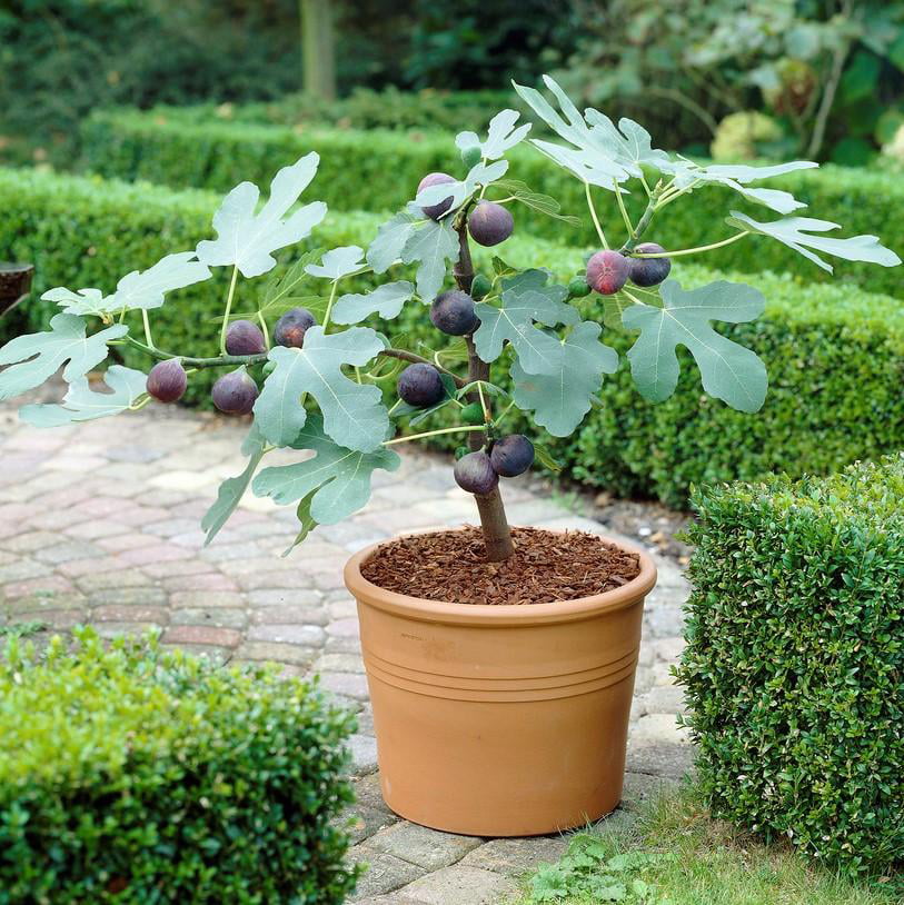 Chicago Hardy Fig， 1 Rooted Starter Fig