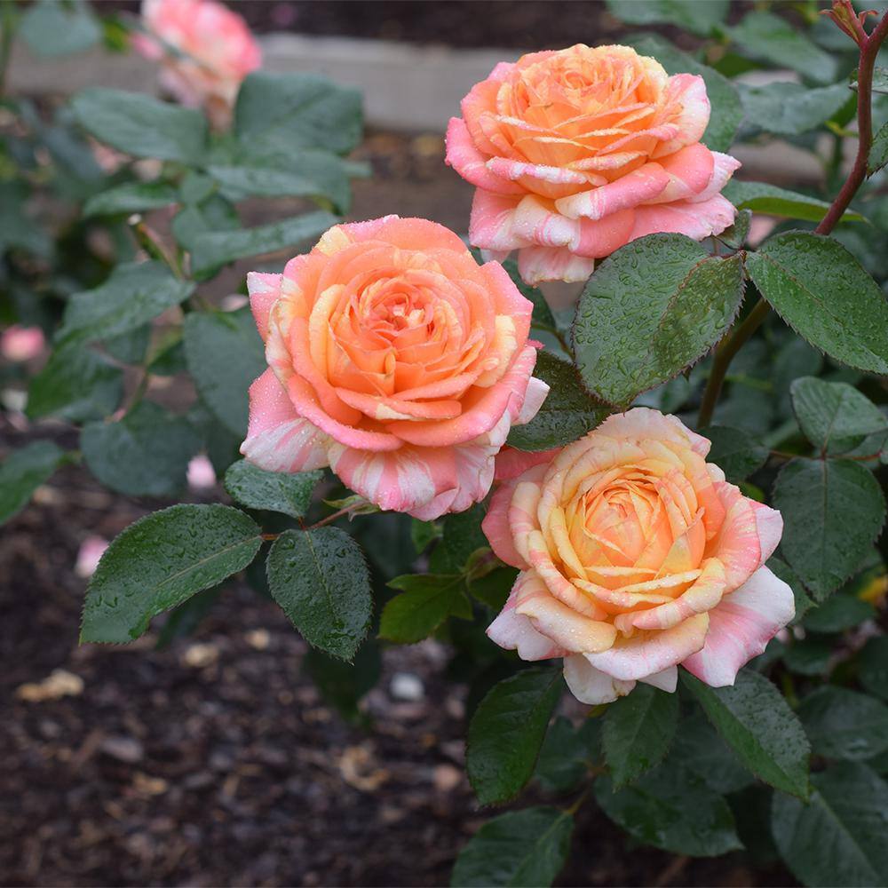 PAINTERS COLLECTION 2 Gal. Peach Swirl Rose with Variegated Peach Flowers 17522