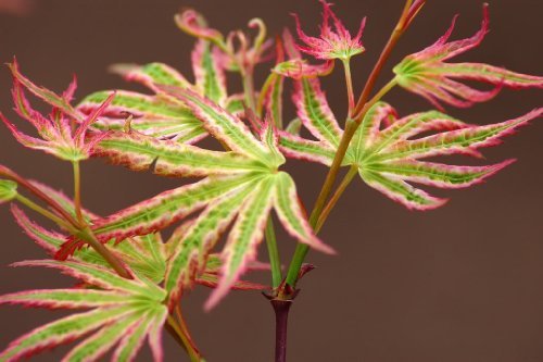 Alpenweiss Japanese Maple Tree