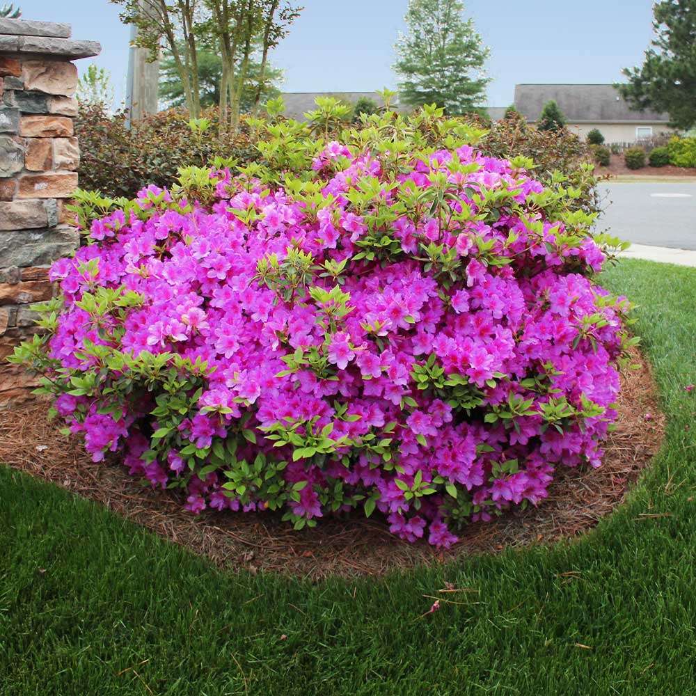 Autumn Royalty® Encore® Azalea