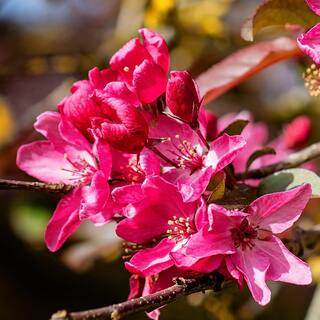 5 Gal. Robinson Pink Flowering Crabapple Tree CRAROB05G