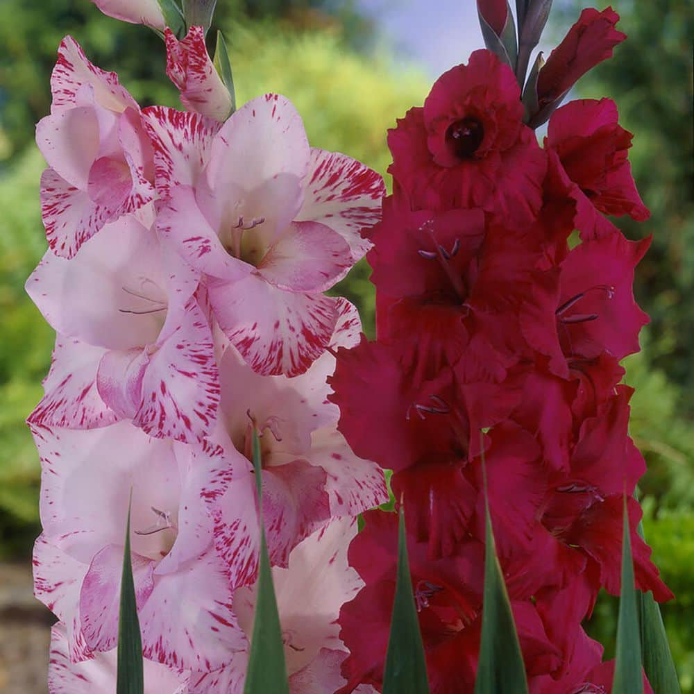 VAN ZYVERDEN Gladiolus Magenta Blend Set of 25 Bulbs 84519