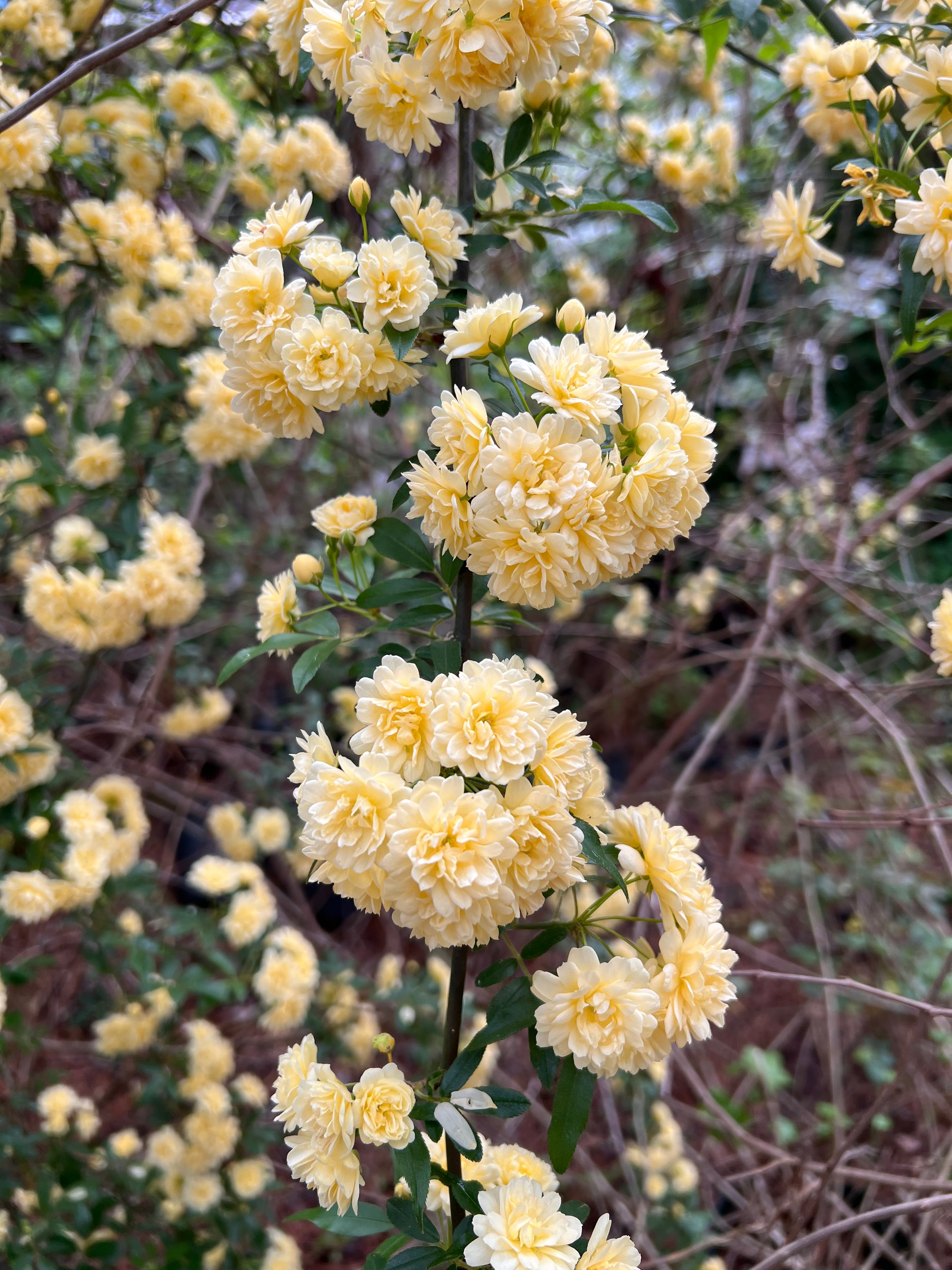 Yellow Lady Banks Rose