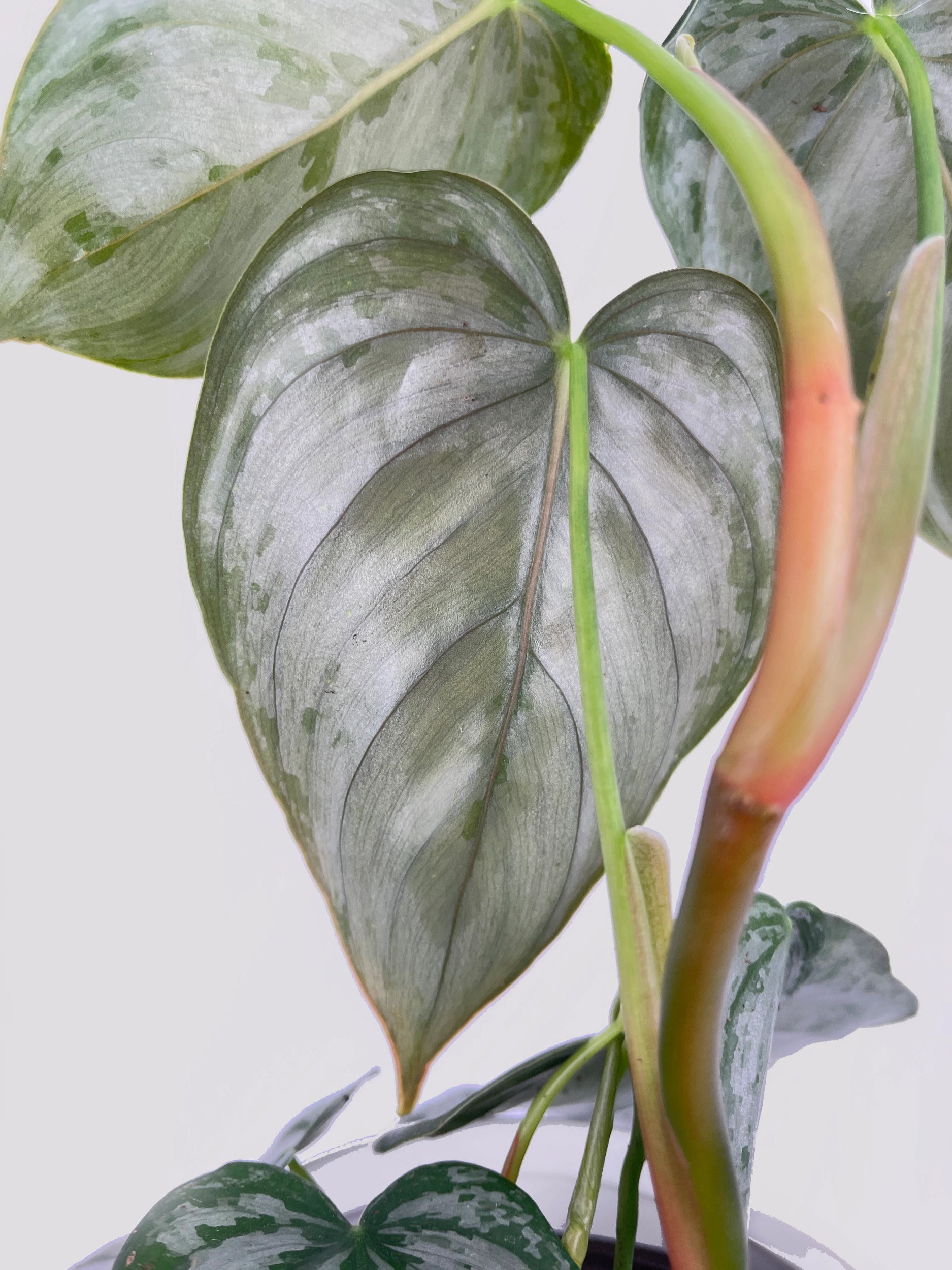 Philodendron Brandtianum Silver Leaf