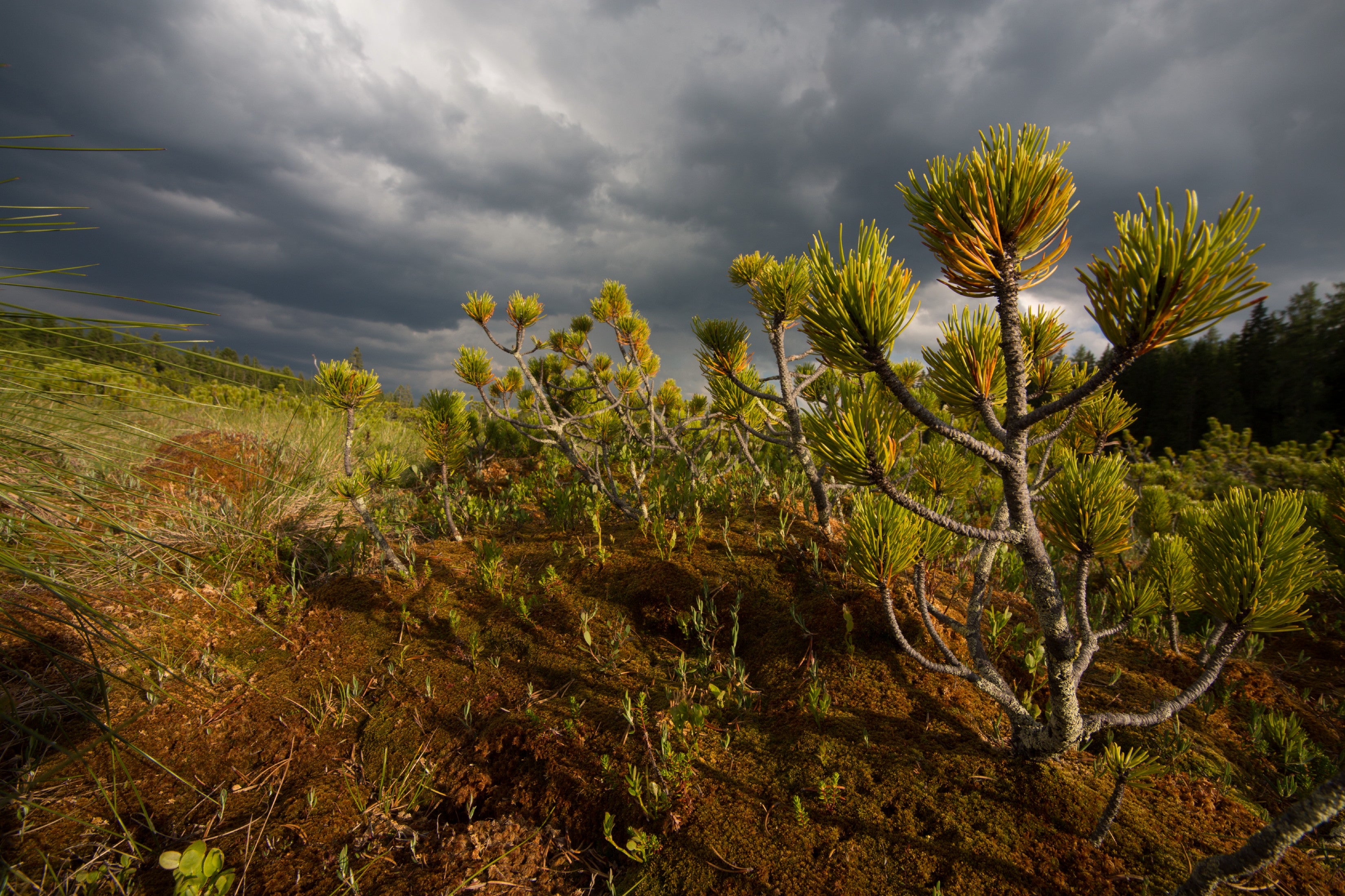 Mugo Pine | Small Tree Seedling | The Jonsteen Company