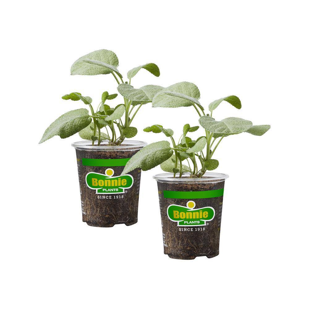 Bonnie Plants 19 oz. Garden Sage Herb Plant (2-Pack) 202013