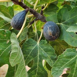 5 Gal. Dwarf Beer's Black Fig Tree