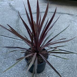 OnlinePlantCenter 3 Gal. Red Sensation Grass Palm Cordyline With Burgundy Foliage CORD8211G3
