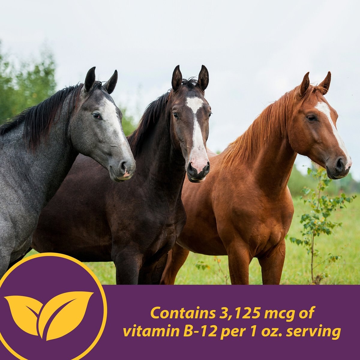 Horse Health Products Vita B-12 Crumbles Horse Vitamin Supplement， 3-lb bucket