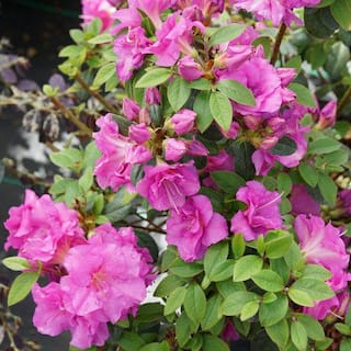 PROVEN WINNERS 2 Gal. Perfecto Mundo Double Purple Reblooming Azalea (Rhododendron) Live Shrub Purple Flowers 12198