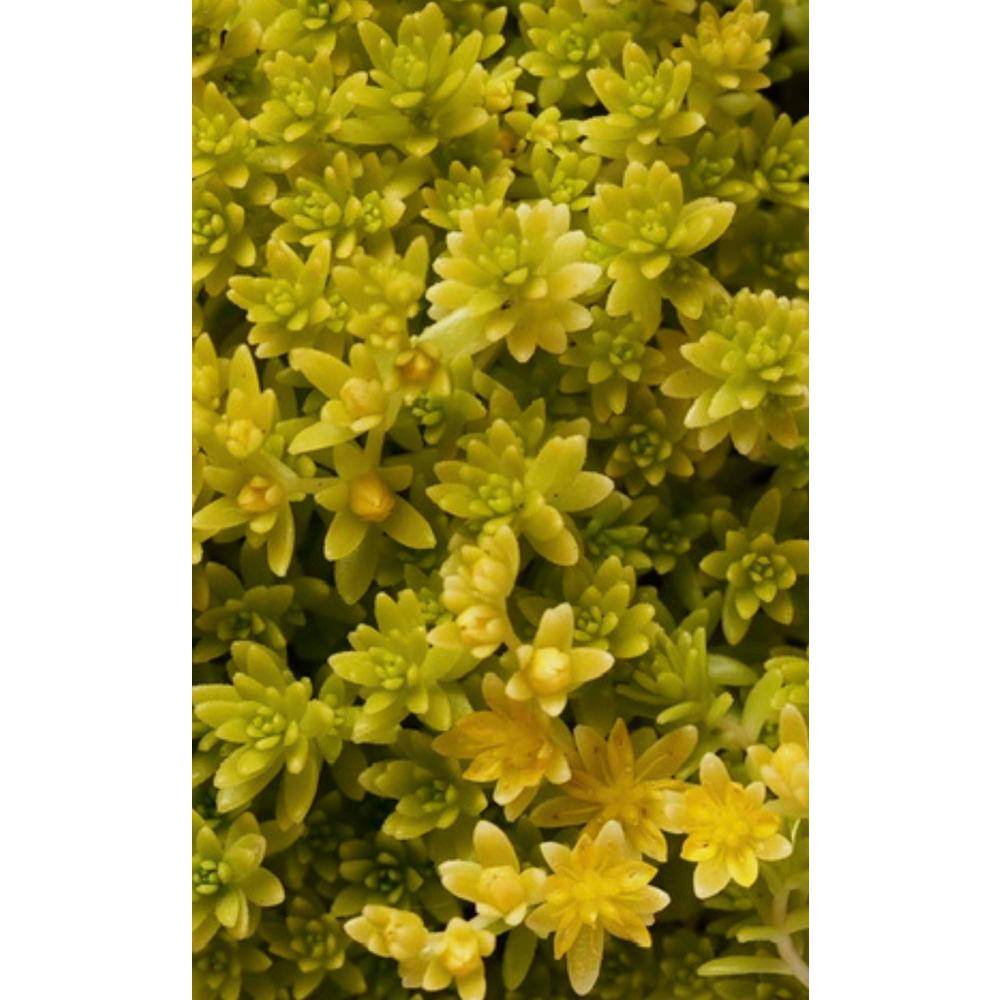 Zeus  Ruta Live Gold Moss Sedum Planters in Separate in Pots Pet-Safe (1-Pack) BG-12