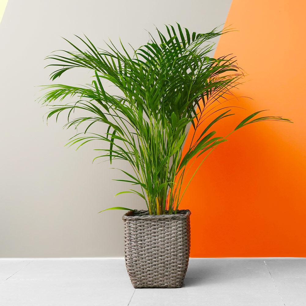 Areca Palm Tree