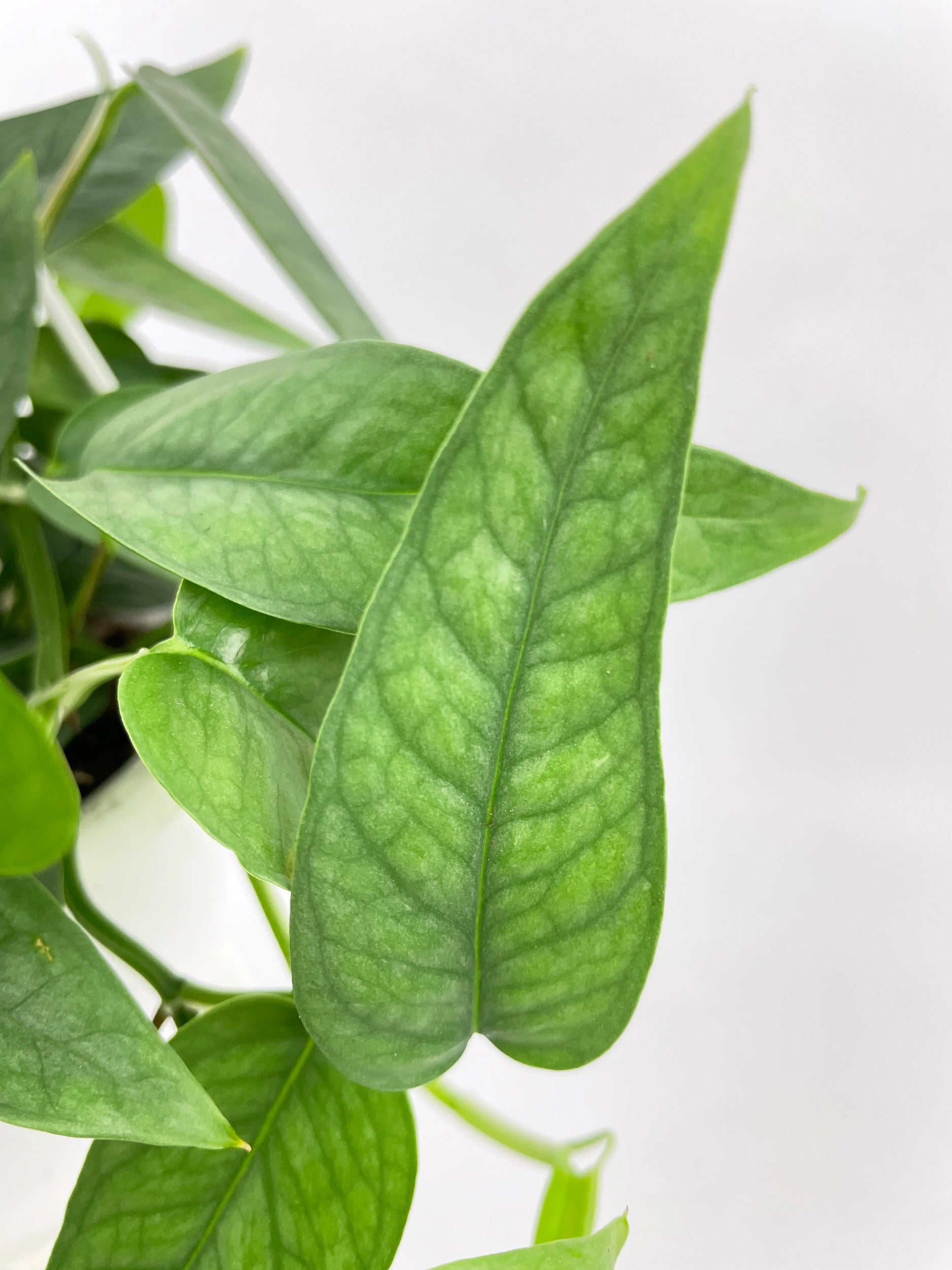 Epipremnum Pinnatum ‘Cebu Blue’ Pothos