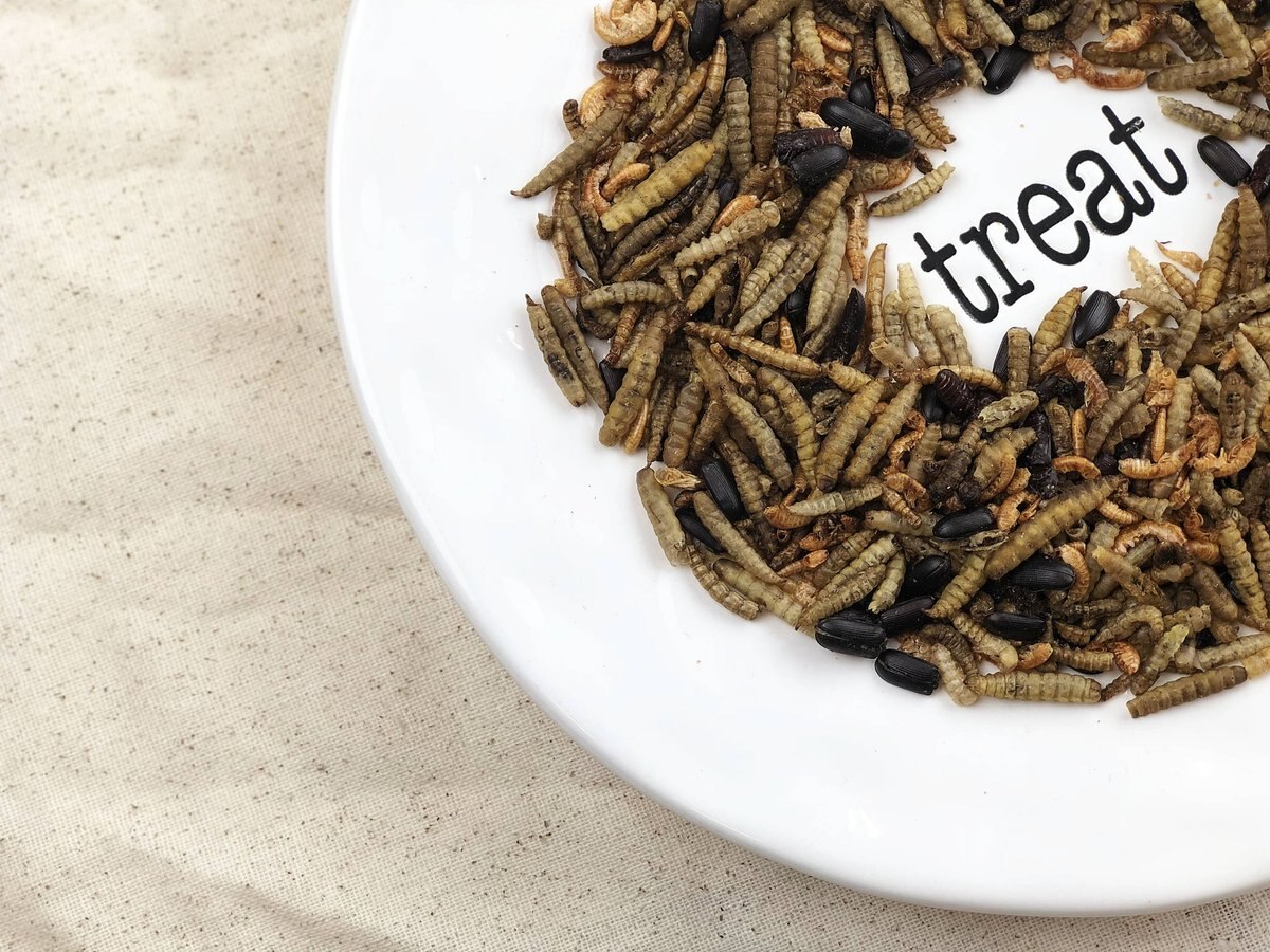 Happy Hen Treats Bug Bonanza Mealworm and Bug Mix Chicken Treats