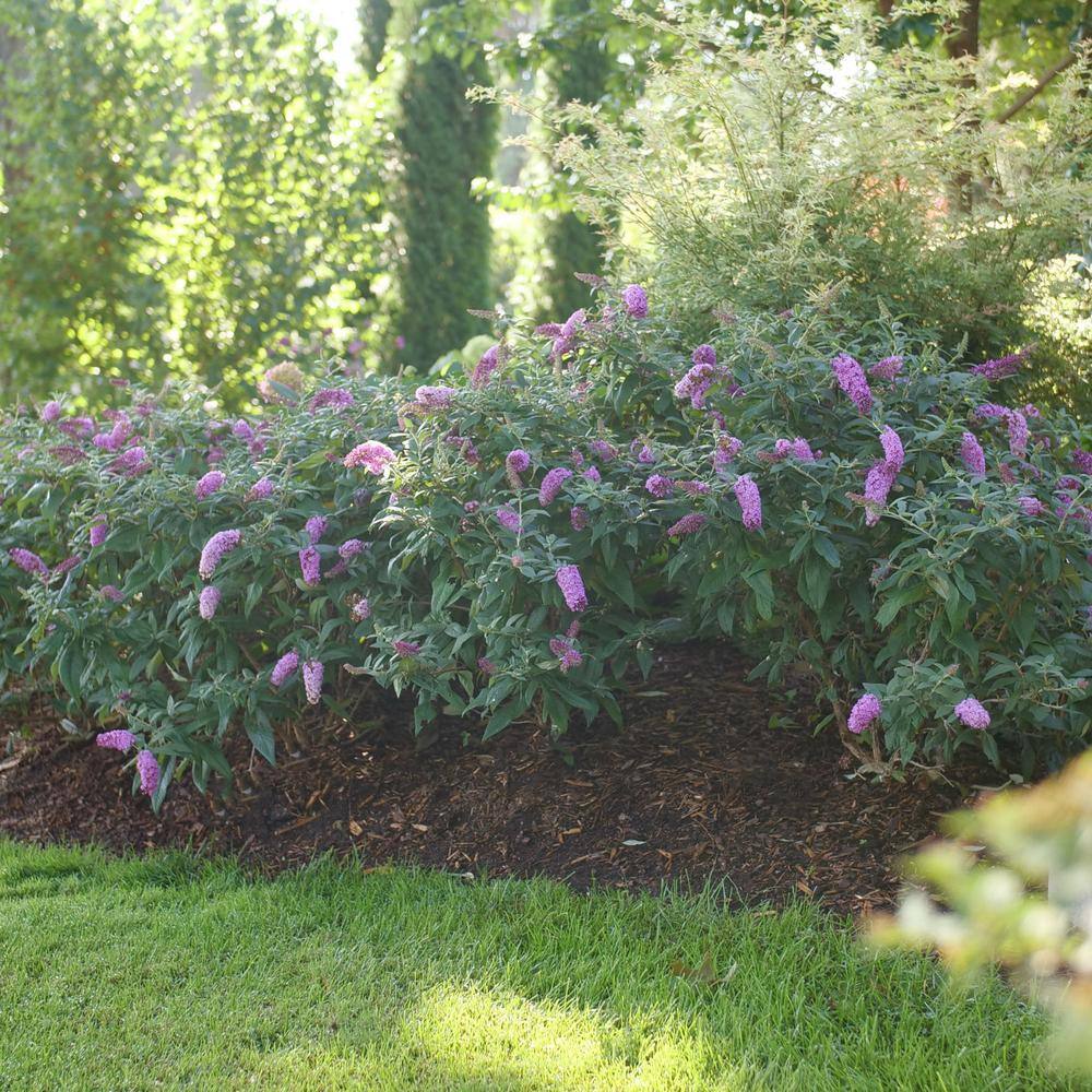 PROVEN WINNERS 2 Gal. Pugster Pinker Buddleia Shrub with Rick Pink Flowers 15653