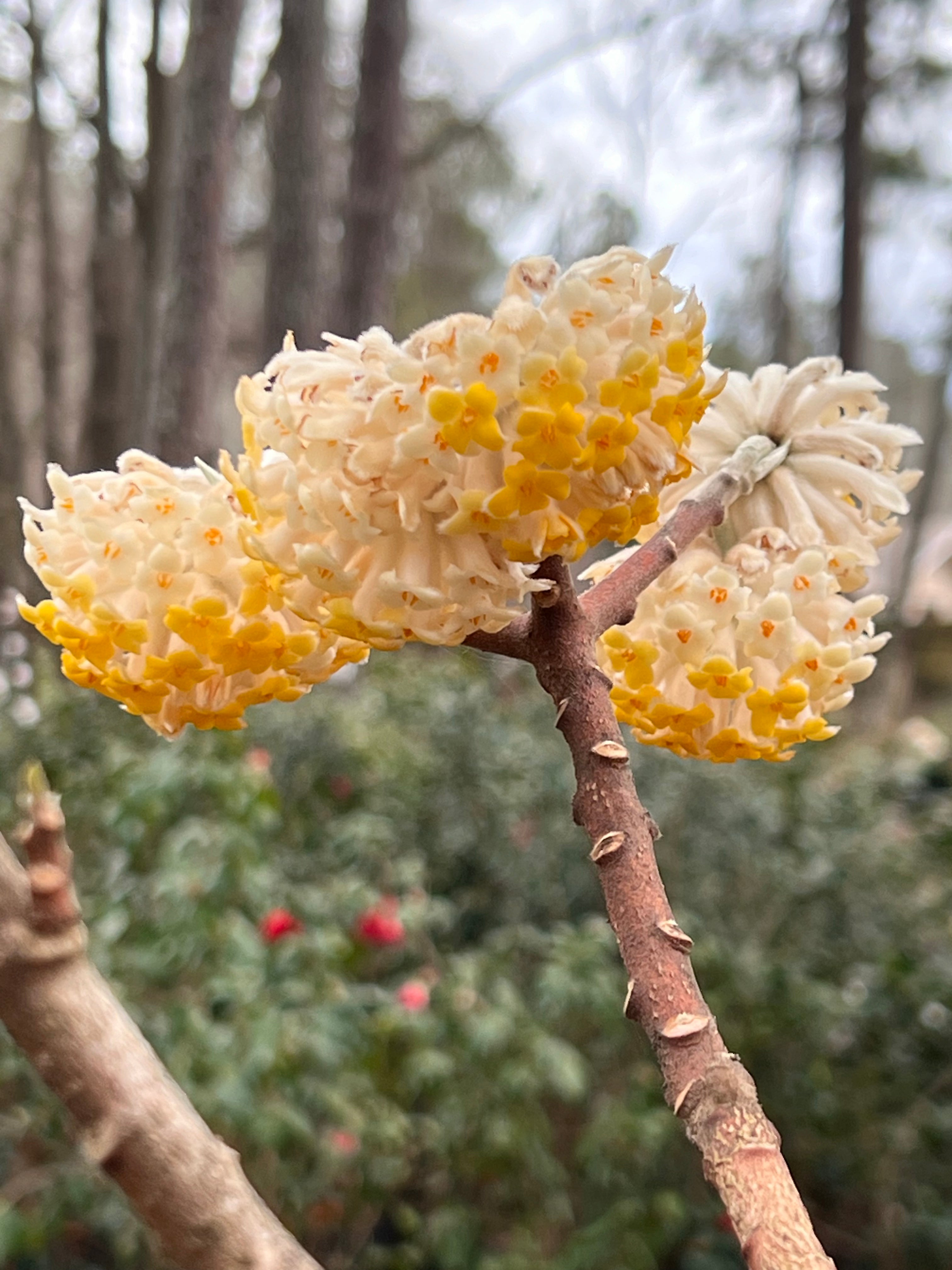 Edgeworthia- Extremely Fragrant, Winter blooming