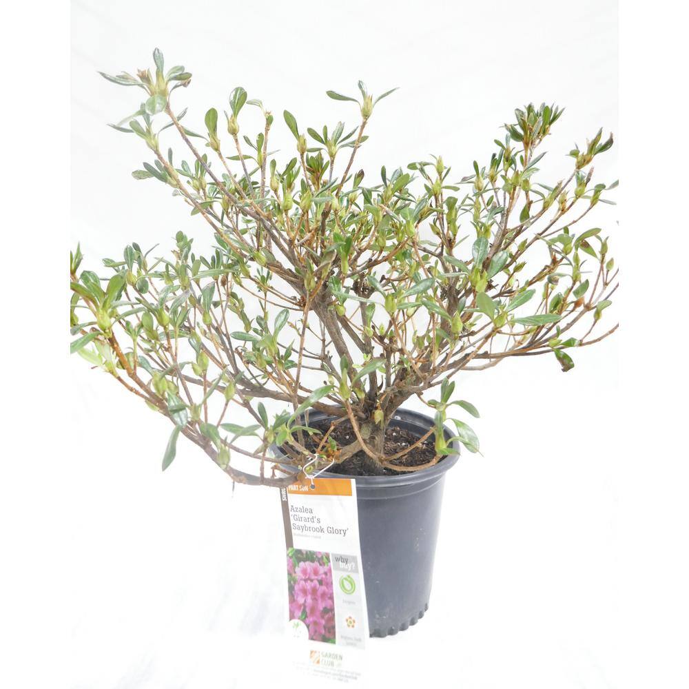 BELL NURSERY 1 Gal. Saybrook Glory Azalea Live Flowering Evergreen Shrub Pink Flowers AZLEA2SBG1PK