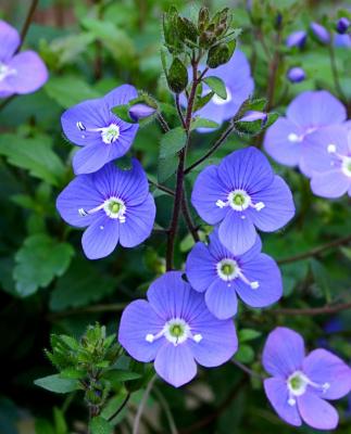 Classy Groundcovers - Veronica peduncularis 'Georgia Blue'，  'Oxford Blue'， 'Cambridge Blue'; Veronica umbrosa 'Georgia Blue'， 'Oxford Blue'， 'Cambridge Blue' {25 Pots - 3 1/2 inch Square}