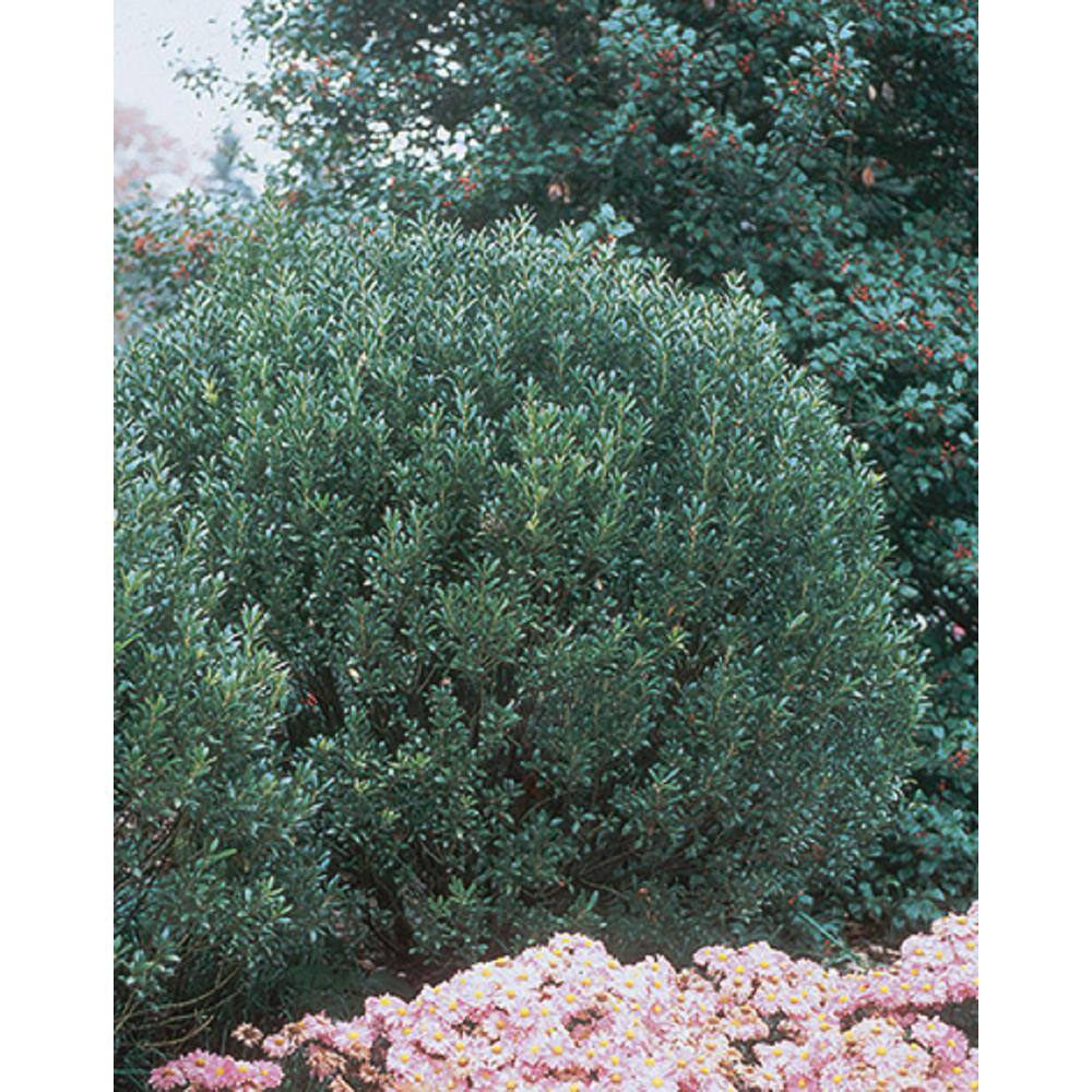 BELL NURSERY 3 Gal. Compacta Japanese Holly (Ilex Crenata) Live Evergreen Shrub ILEXC3CRE1PK