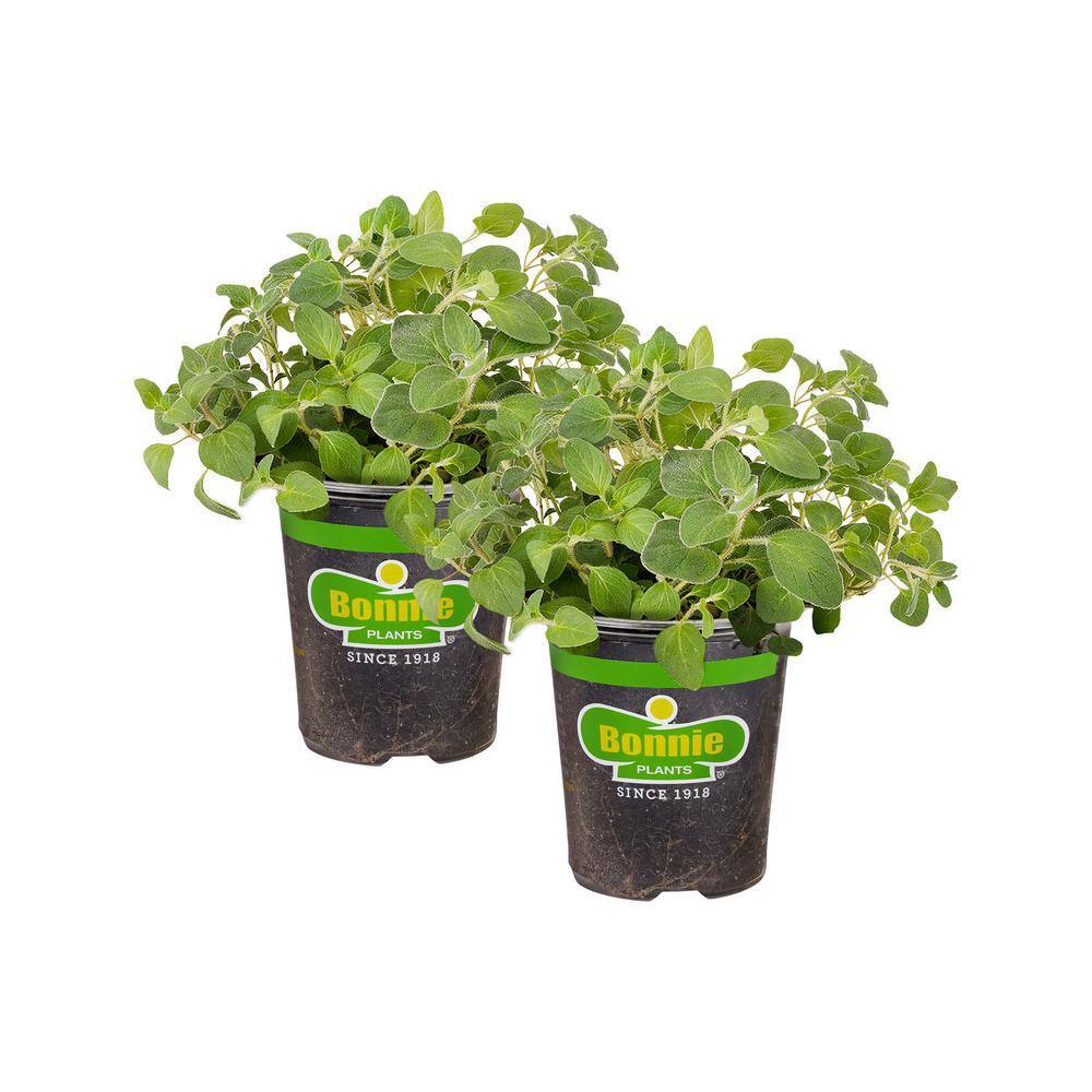Bonnie Plants 19 oz. Italian Oregano Herb Plant (2-Pack) 202017