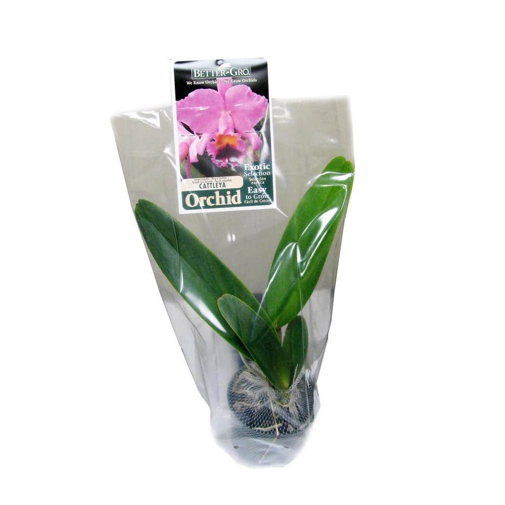 Better-Gro 4 in. Blooming Size White with Red Lip Cattleya Packaged Orchid 20324