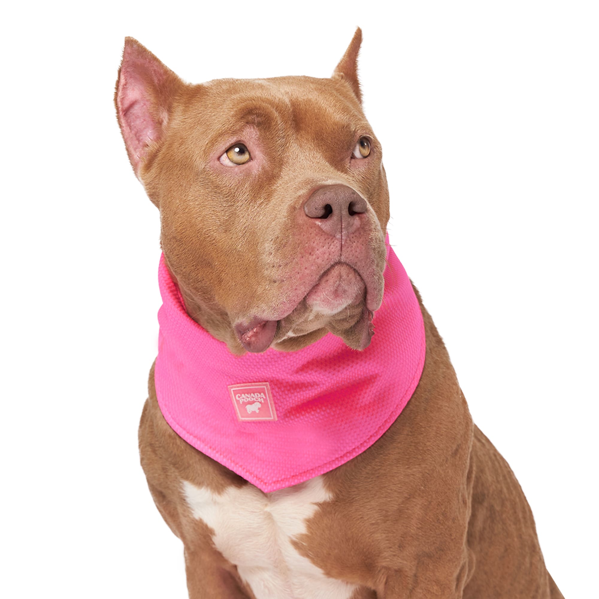 Canada Pooch Pink Chill Seeker Cooling Dog Bandana， Small