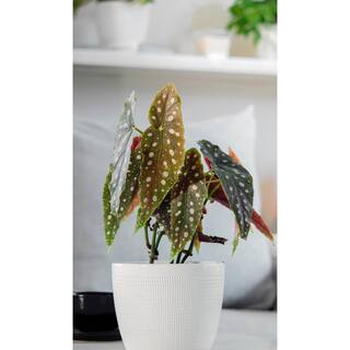 Costa Farms 6 in. Trending Tropicals Begonia Maculata Plant in White Decor Pot CO.PIL6CGPPK2