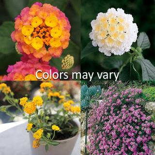 ALTMAN PLANTS 1.7 Pint LANTANA Assorted Colors 4-Pack 0881420