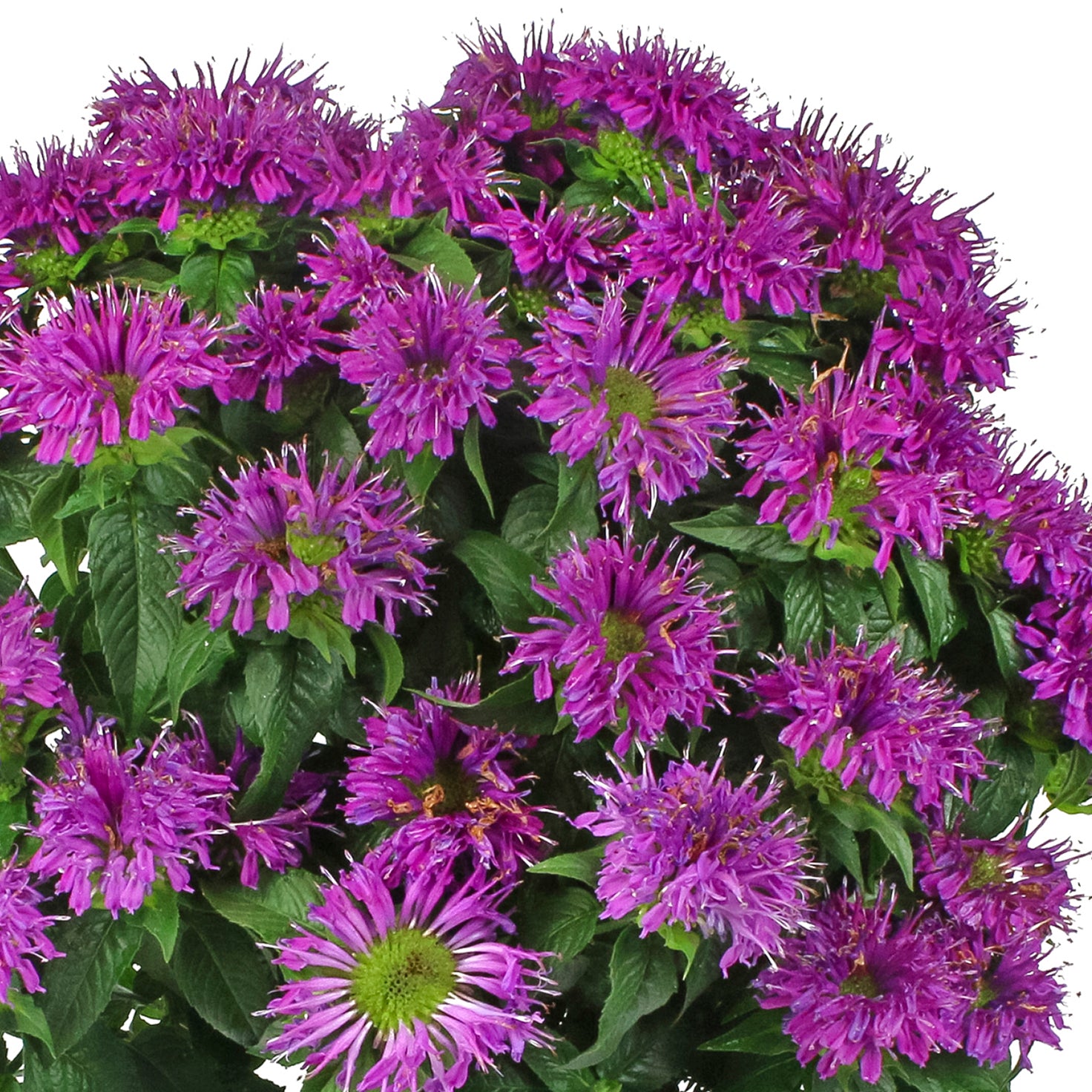 Better Homes and Gardens 2.5QT Multicolor Monarda (3 Pack) Live Plants