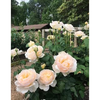 BELL NURSERY 3 Gal. Moonlight in Paris Rose with Cream Flowers ROSA3MIP1PK