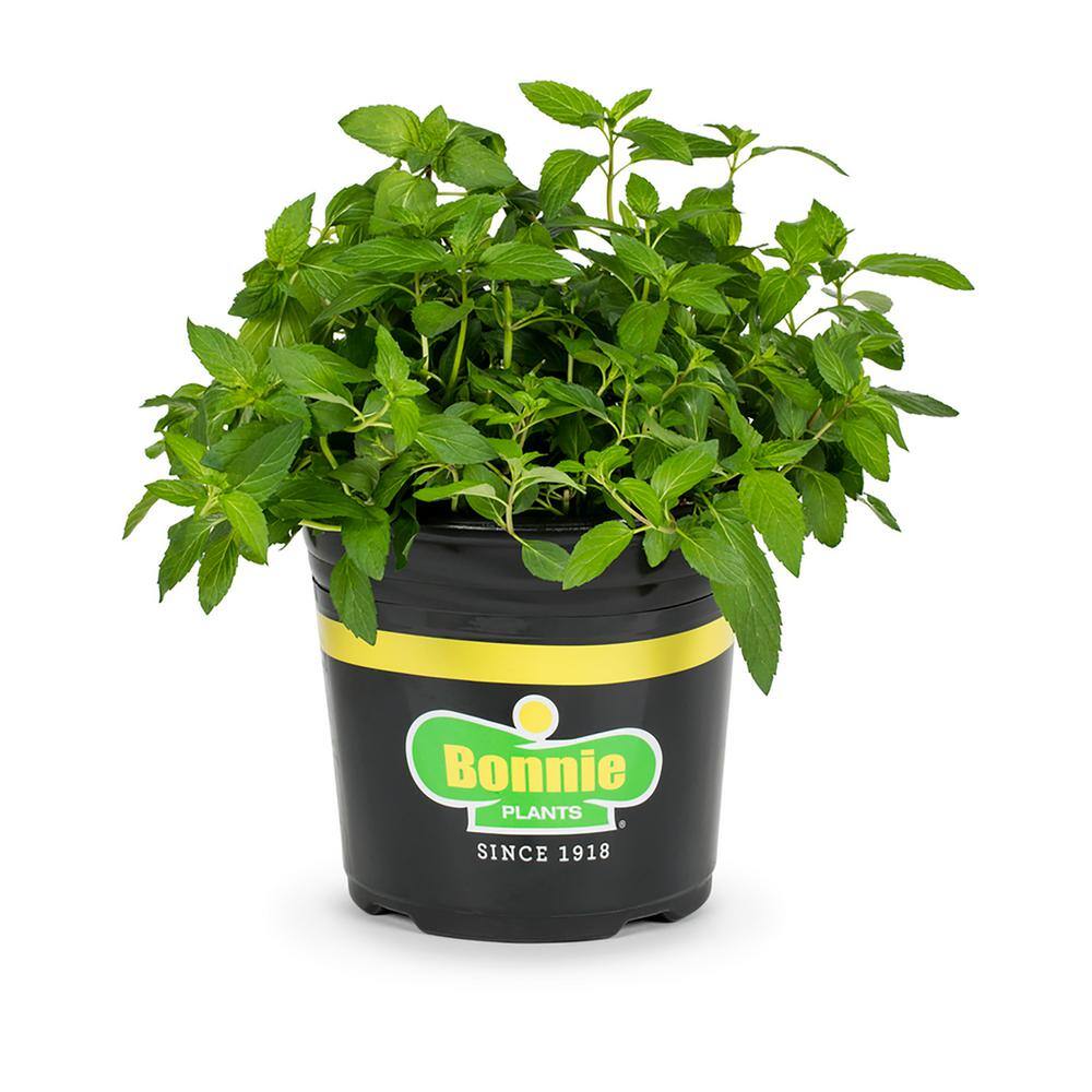 Bonnie Plants 2.32 qt. Sweet Mint Herb Plant 5104