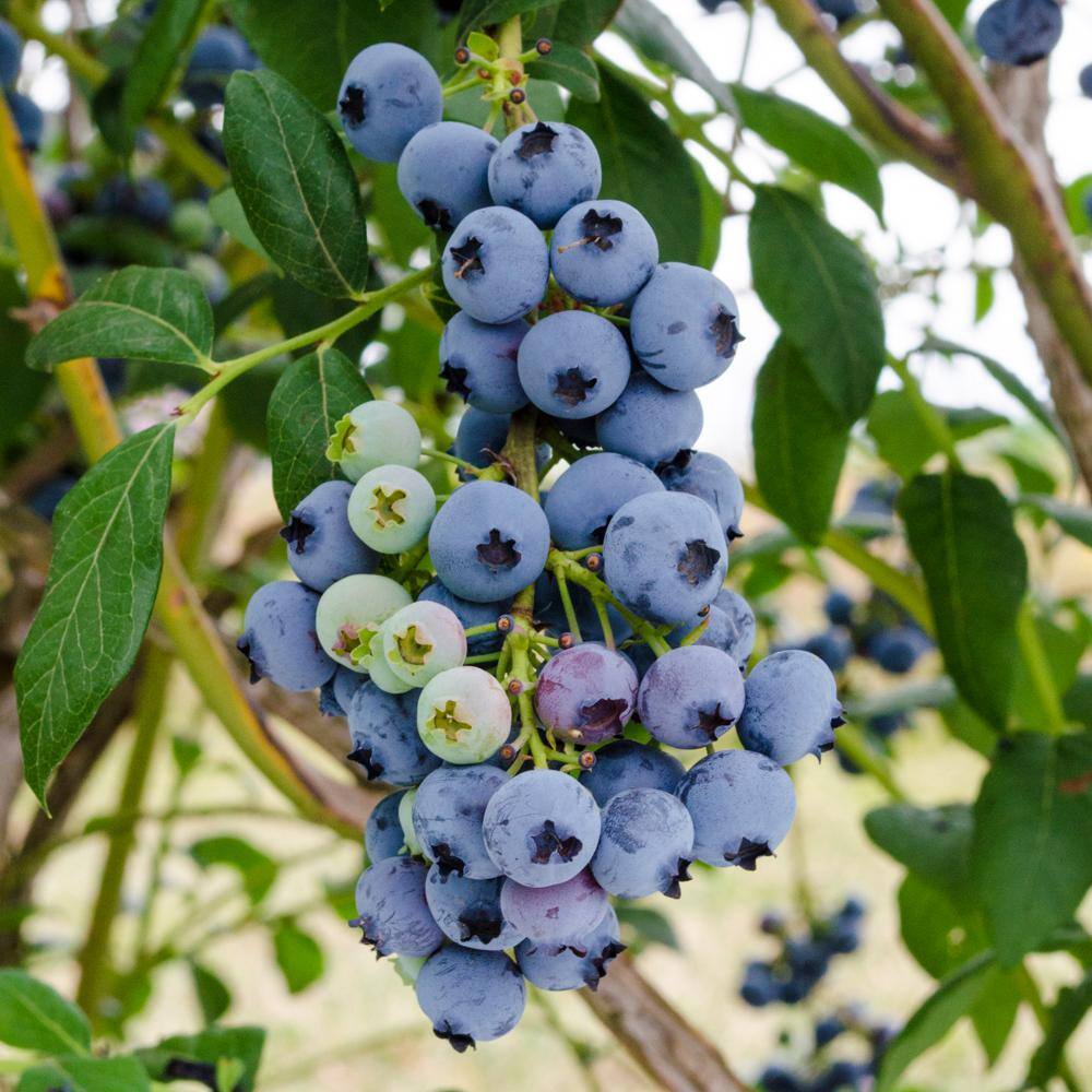 Gurney's 2.25 Gal. Pot Bluecrop Blueberry Bush Potted Fruit Bearing Plant (1-Pack) 94222