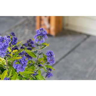 BLOOMIN' EASY 1 Gal. Beekeeper Bluebeard (Caryopteris) Live Shrub Blue Flowers DGCY4213