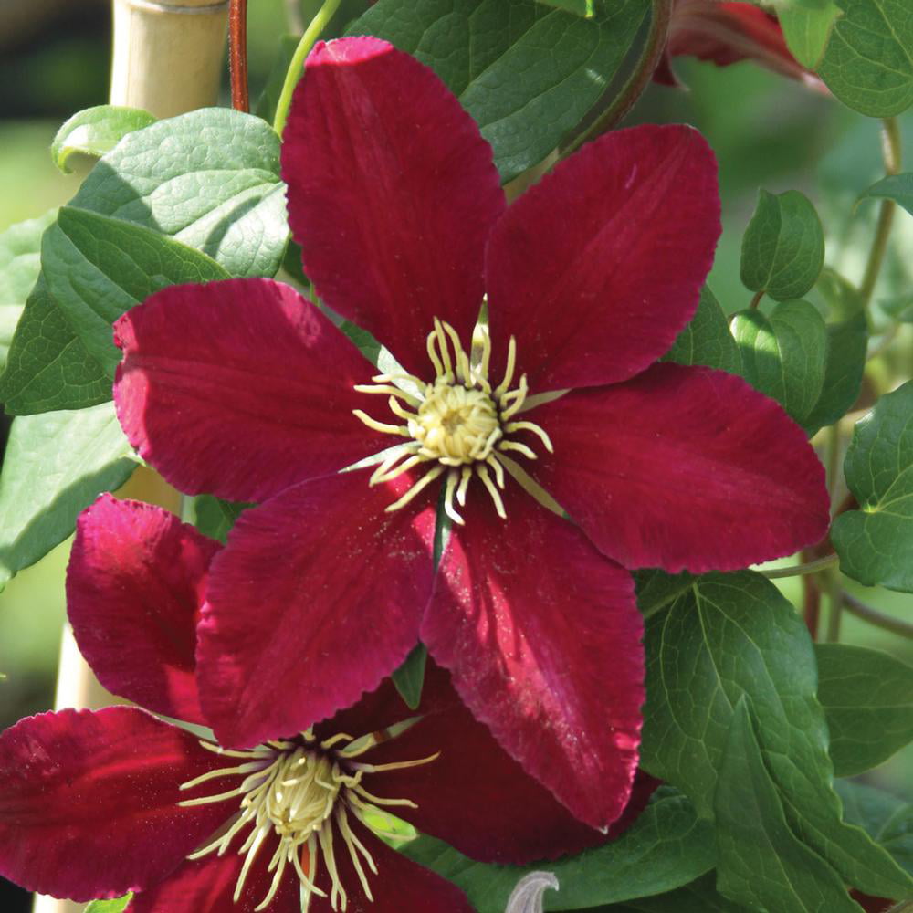 Niobe Clematis Vine -Deep Ruby Red - Majestic - 2.5