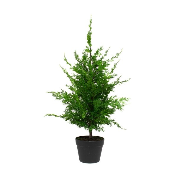 Leyland Cypress