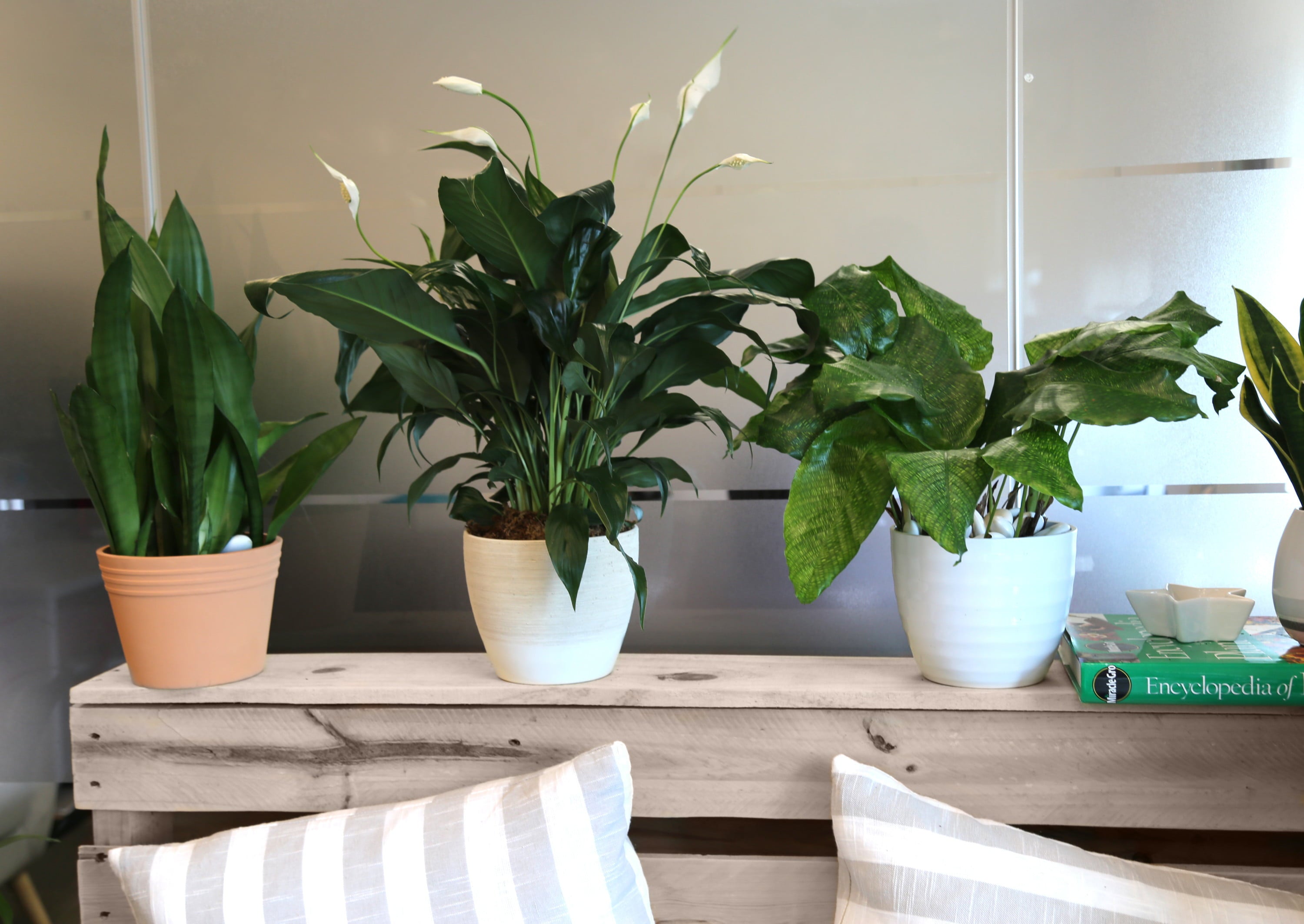 Costa Farms  Live Indoor 15in. Tall White Peace Lily; Bright， Indirect Sunlight Plant in 6in. Grower Pot