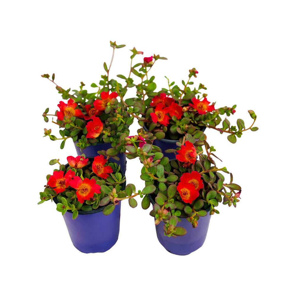 Pure Beauty Farms 1.38 Pt. Purslane Plant Red Flowers in 4.5 In. Grower's Pot (4-Plants) DC45PURSLRED4