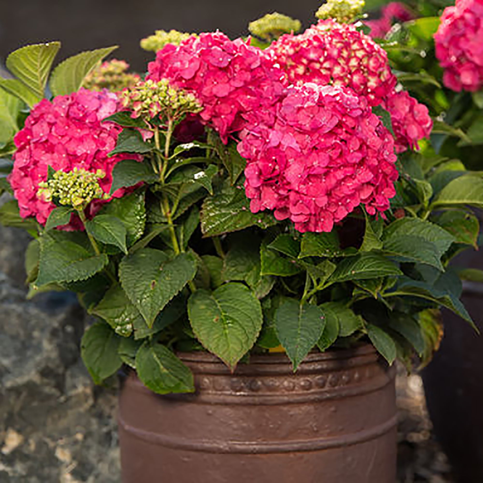 Endless Summer Summer Crush Hydrangea Live Shrub (1 Gallon)