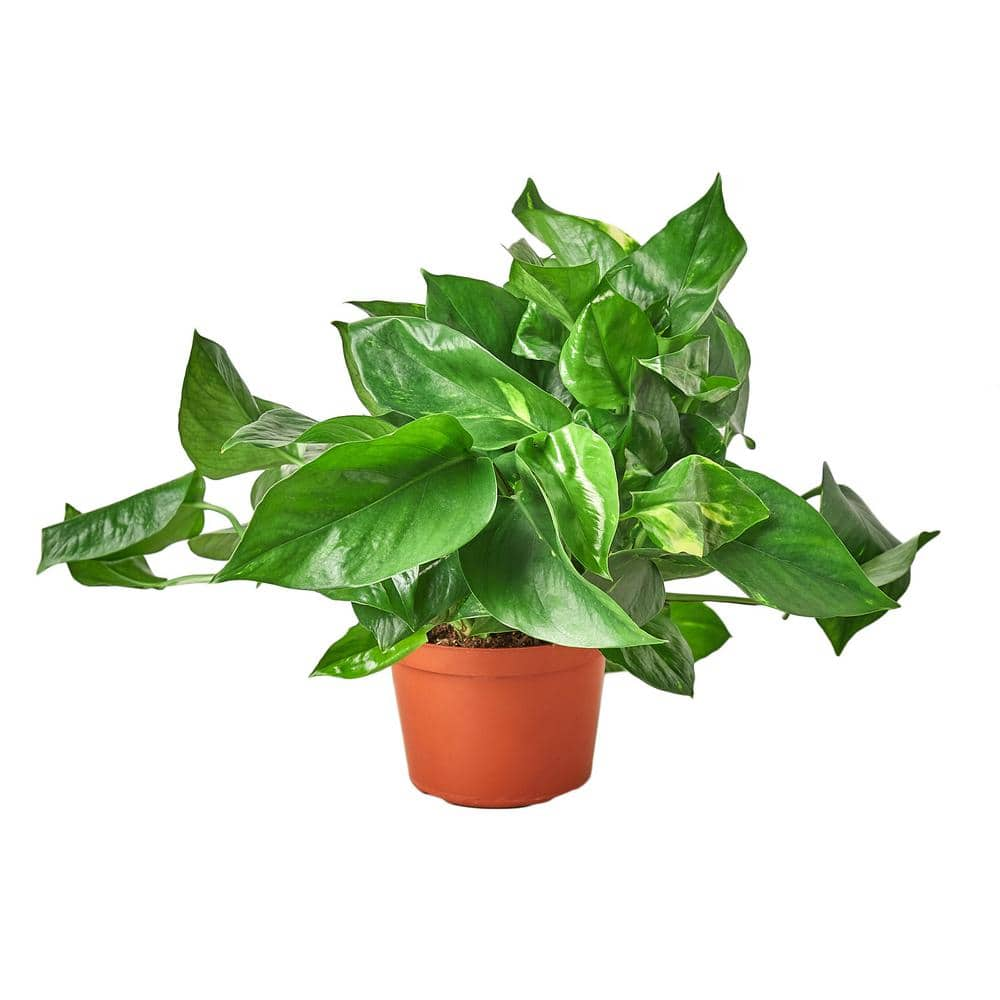 Pothos Golden Epipremnum aureum Plant in 6 in. Grower Pot 6_POTHOS_GOLDEN