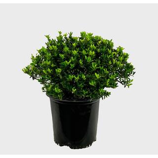 1.5 Gal. Boxleaf Euonymus Live Shrub O237002