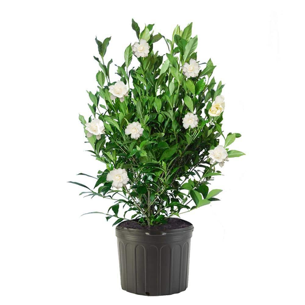 2.25 Gal. August Beauty Gardenia Shrub with Double White Flowers 14123