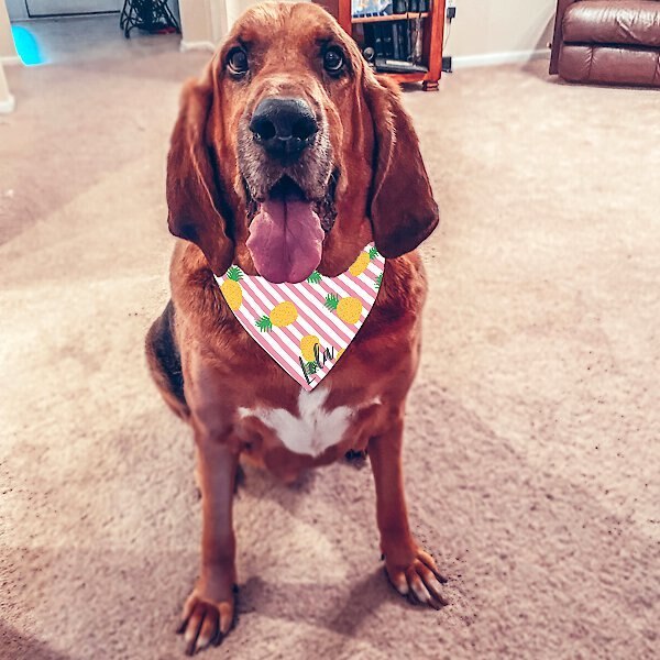 904 Custom Cabana Stripe Personalized Dog Collar Bandana