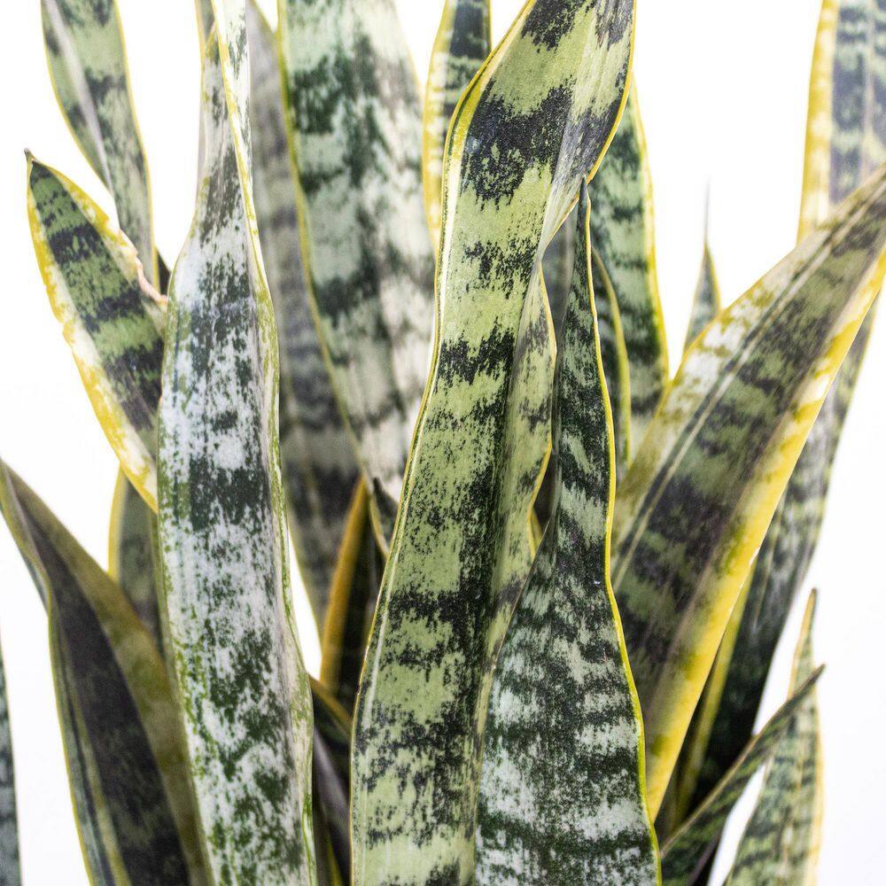 United Nursery Live Sansevieiria Laurentii Indoor Snake Plant in 9.25 inch Grower Pot 21917