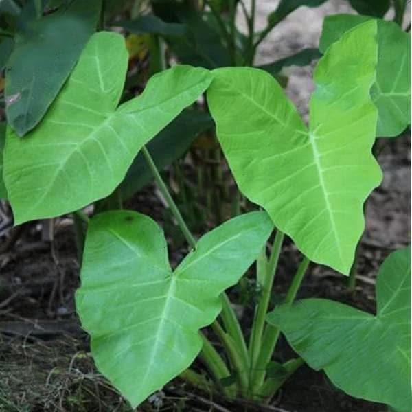 Alocasia esculata var chartreuse - Plant